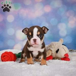 Claire, Miniature Bulldog Puppy